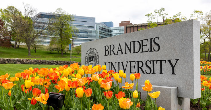 Tulips in bloom at the entrance to Brandeis University